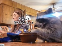 アライグマ、人間と同じ食卓でお行儀よくお食事中