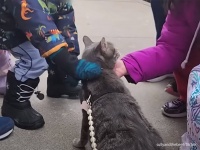猫界屈指の人懐っこさ。外に出かけて知らない人に撫でてもらうのが大好きな猫