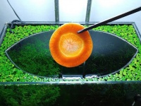 そこには生態系が宿っていた！水槽の中を24か月観察したタイムラプス動画（ニンジン投入編）