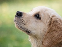 ふらついて倒れそうになった飼い主を必死で支えようとするゴールデンレトリバーのやさしさよ