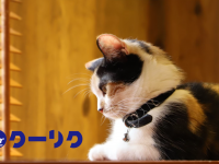 有限会社 Coo&amp;RIKUのプレスリリース画像