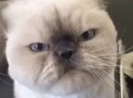 トリミング中の猫が悪人ヅラだった…（動画）