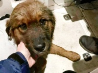 冬の冷たい川に飛び込んだ介助犬、3日後に奇跡的に救助され飼い主と再会
