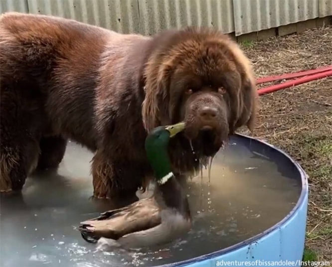 同種であってもその絆を引き裂くことはできない。大きな犬と小さなアヒルの友情物語