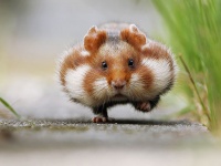 小さくてもモフモフ！今注目したいのは、予想外にかわいいハムスター！