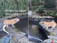 鯉に恋したコーギー犬。池の鯉が全員いなくなって必死に探し回る