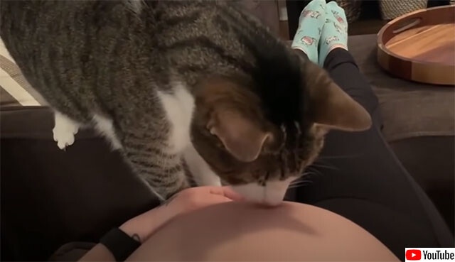 飼い主の妊娠に気が付いた猫、お腹の赤ちゃんにやさしくご挨拶