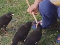 やさしい世界。鳥の雛に餌をあげる少年の一生懸命さに胸がぐっとなる。