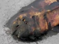 浜松の海岸に打ち上げられた巨大謎生物の死骸
