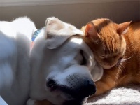 犬なんかしらーん！そう思っていた猫が子犬と友情を築くまでの物語