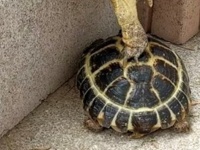 カメたちの〝協力プレイ〟に1.1万人もん絶　「めっちゃ和む」「優しい世界だー」