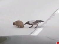 リアルどうぶつの森では、カラスがハリネズミの道路横断を助けていた（ラトビア）