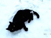 雪の中、猫も喜んで駆け回るよ！初めての真っ白な世界にびっくり戸惑うにゃんこたち