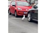 やめてくれぇ…！　車のボディを執拗につっつくカモメ。