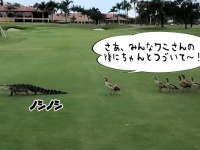 リーダーはワニ。ゴルフ場を横断するワニの後についていくガチョウの家族（アメリカ）