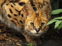 サーバルキャット（Chris Parkerさん撮影、Flickrより）