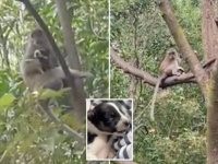 野生の猿に連れ去られた子犬、3日後に救出される
