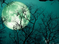 8月の満月はスタージェンムーン。8月4日に日付が変わったら次のステージの計画を立てよう