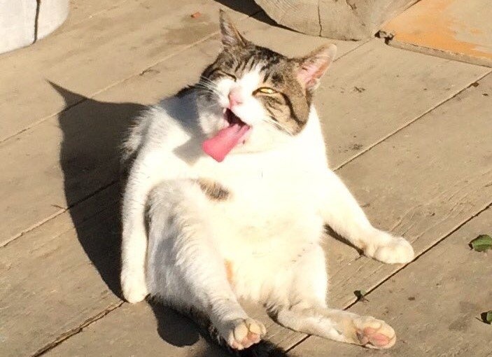 なおと（＠dynamic_ninjya）さんのツイートより