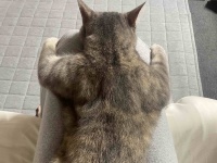 筋骨隆々！？マッチョな後姿が話題のネコちゃんをご紹介