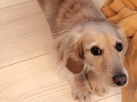 「LOVE PHANTOMのイントロ並み」「どこから捻出した」　あまりにも長い犬に6.4万人驚がく