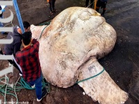 記録更新！2744kgのウシマンボウが発見され世界最重量の硬骨魚に君臨