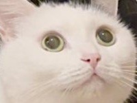 猫さん、初めてのクリスマスツリーにこの表情　「目が輝いてる」「嬉しそー」と1.2万人ほっこり