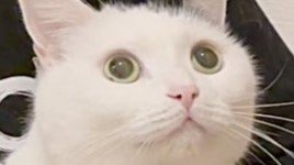 猫さん、初めてのクリスマスツリーにこの表情　「目が輝いてる」「嬉しそー」と1.2万人ほっこり