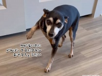 怪我をした時おやつがもらえたのに味を占めた犬、痛いふりを連発するようになり飼い主が一芝居