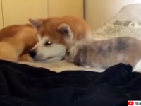 秋田犬が大好きなウサギ。眠たそうな犬の近くでピョンピョンした後、身を寄せ合って仲良くお昼寝