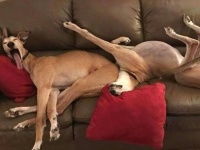 これを見たら笑顔になるしかない！愉快なポーズでくつろぐ犬たちの写真を集めてみた