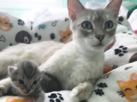 我が子を失った母猫に、孤児となった子猫を引き合わせたところ、鳴き声を聞いた瞬間母性が溢れる（アメリカ）