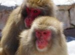 サルも花粉症に・・・例年の２倍の頭数に症状か。
