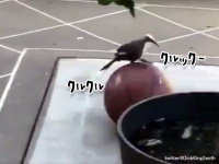 ボールを発見した鳥の一人遊びは玉乗り上手。突いて転がしパサッと飛び乗る