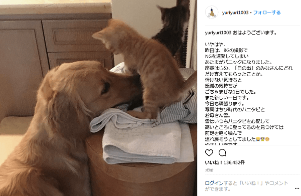 石田ゆり子の犬と猫が仲良く ペットの秘蔵動画に もっと見たい と反響続々 1ページ目 デイリーニュースオンライン
