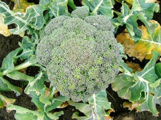 今が一番おいしいブロッコリー（画像はイメージ）