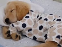 破壊力マックスの可愛さよ！すやすやおねむの子犬の寝顔に癒されたい人集まれ！
