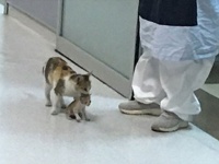 「この子を助けて」猫の聖地トルコで、母猫が我が子を人間の病院に連れてきた。病院スタッフも緊急対応
