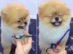 可愛すぎ注意！　毛を刈られて超ご機嫌なポメラニアン！