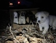 「ありゃ何だ？」茂みに置かれた段ボール箱を守るやせこけた犬。箱の中には5匹の子犬たちが…！