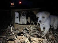 「ありゃ何だ？」茂みに置かれた段ボール箱を守るやせこけた犬。箱の中には5匹の子犬たちが…！