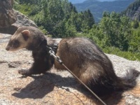 アウトドアが大好きなペットのフェレット。飼い主は事故で足を失うも冒険の旅を続ける