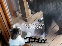 ここから先は俺が相手にゃ！窓越しに熊に勝負を挑む猫、その結末は？