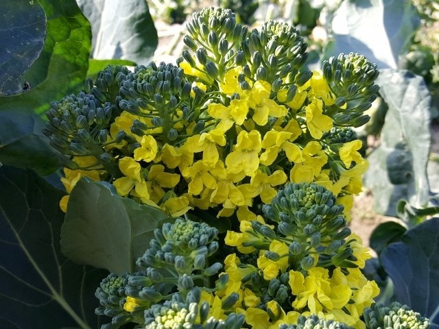 ブロッコリーの花（画像はイメージ）