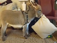ふわふわクッションが大好き！犬といっしょに暮らす小さなロバの日常的風景