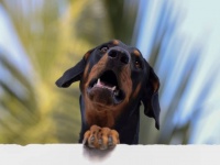 愛犬が2200万分の1の確率の臓器適合提供者を発見し、飼い主の命を救う