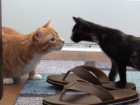先住猫と新入り子猫を上手にいっしょにするためのアレコレ～コール＆マーマレードの場合