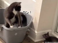 犬に育てられた猫、新たに家族に加わった子猫に「ワンッ！」と鳴く（要音声）