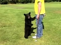ある日ゴルフ場でクマさんに出会った！ゴルファーに真っ直ぐ走り寄ってきた子グマの目的とは？