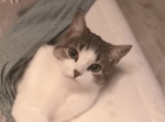 「布団から出たくないニャー！」布団をめぐるご主人と子猫のじゃれ合いに癒される。
